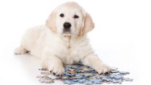 workshop puzzelen voor honden