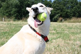 workshops flyball1