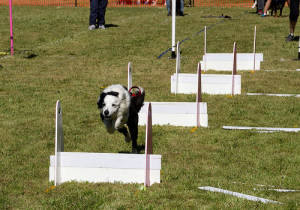 workshops flyball2