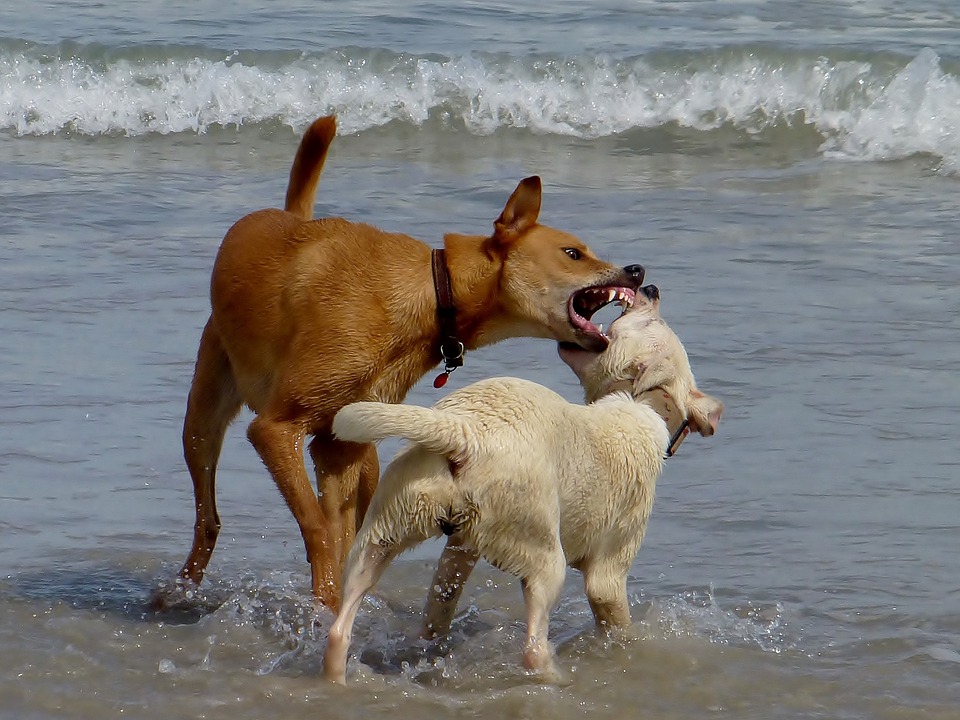 Spelen met andere honden