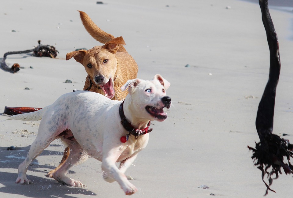 Spelen met andere honden