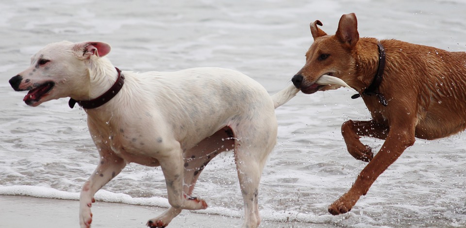 Spelen met andere honden