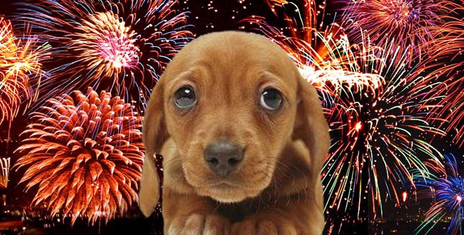 Hond bang voor vuurwerk