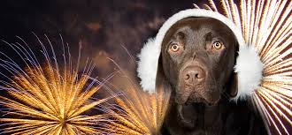 Hond bang voor vuurwerk
